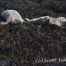 seal_harbor_gr_h_0082_can0275.jpg